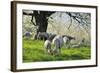 Meadow, Sheep, Graze, Cherry Trees-Herbert Kehrer-Framed Photographic Print