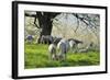 Meadow, Sheep, Graze, Cherry Trees-Herbert Kehrer-Framed Photographic Print