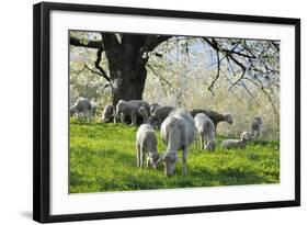 Meadow, Sheep, Graze, Cherry Trees-Herbert Kehrer-Framed Photographic Print