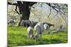 Meadow, Sheep, Graze, Cherry Trees-Herbert Kehrer-Mounted Photographic Print