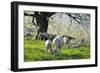 Meadow, Sheep, Graze, Cherry Trees-Herbert Kehrer-Framed Photographic Print