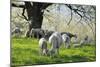 Meadow, Sheep, Graze, Cherry Trees-Herbert Kehrer-Mounted Photographic Print