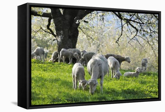 Meadow, Sheep, Graze, Cherry Trees-Herbert Kehrer-Framed Stretched Canvas