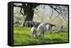 Meadow, Sheep, Graze, Cherry Trees-Herbert Kehrer-Framed Stretched Canvas