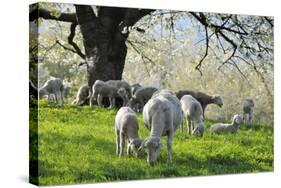 Meadow, Sheep, Graze, Cherry Trees-Herbert Kehrer-Stretched Canvas