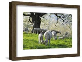 Meadow, Sheep, Graze, Cherry Trees-Herbert Kehrer-Framed Photographic Print