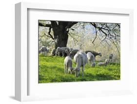 Meadow, Sheep, Graze, Cherry Trees-Herbert Kehrer-Framed Photographic Print