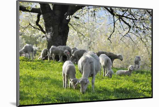 Meadow, Sheep, Graze, Cherry Trees-Herbert Kehrer-Mounted Photographic Print