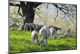 Meadow, Sheep, Graze, Cherry Trees-Herbert Kehrer-Mounted Photographic Print