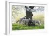 Meadow, Sheep, Young Animals, Graze-Herbert Kehrer-Framed Photographic Print