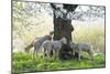 Meadow, Sheep, Young Animals, Graze-Herbert Kehrer-Mounted Photographic Print