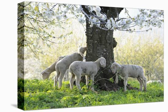 Meadow, Sheep, Young Animals, Graze-Herbert Kehrer-Stretched Canvas