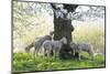 Meadow, Sheep, Young Animals, Graze-Herbert Kehrer-Mounted Photographic Print