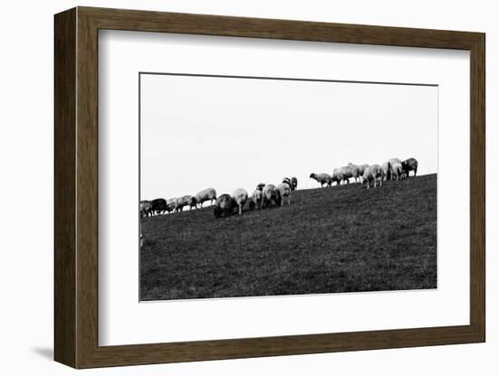 Meadow, sheep-Jule Leibnitz-Framed Photographic Print