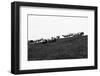 Meadow, sheep-Jule Leibnitz-Framed Photographic Print