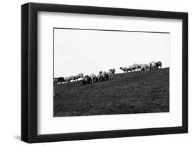 Meadow, sheep-Jule Leibnitz-Framed Photographic Print