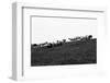 Meadow, sheep-Jule Leibnitz-Framed Photographic Print