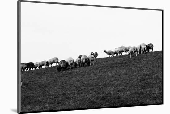 Meadow, sheep-Jule Leibnitz-Mounted Photographic Print