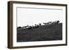 Meadow, sheep-Jule Leibnitz-Framed Photographic Print