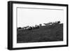 Meadow, sheep-Jule Leibnitz-Framed Photographic Print