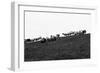 Meadow, sheep-Jule Leibnitz-Framed Photographic Print