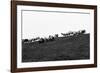 Meadow, sheep-Jule Leibnitz-Framed Photographic Print