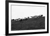 Meadow, sheep-Jule Leibnitz-Framed Photographic Print