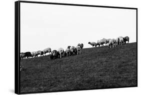 Meadow, sheep-Jule Leibnitz-Framed Stretched Canvas