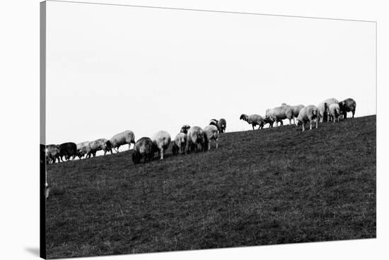 Meadow, sheep-Jule Leibnitz-Stretched Canvas