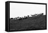 Meadow, sheep-Jule Leibnitz-Framed Stretched Canvas