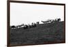 Meadow, sheep-Jule Leibnitz-Framed Photographic Print