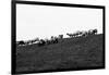 Meadow, sheep-Jule Leibnitz-Framed Photographic Print