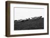 Meadow, sheep-Jule Leibnitz-Framed Premium Photographic Print