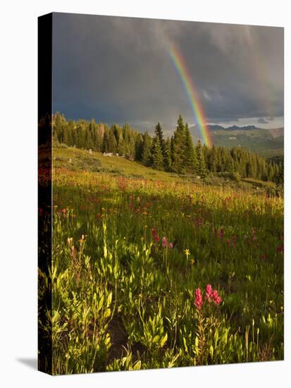 Meadow, Shrine Pass, Colorado, USA-Don Grall-Stretched Canvas