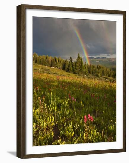 Meadow, Shrine Pass, Colorado, USA-Don Grall-Framed Premium Photographic Print