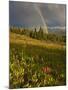 Meadow, Shrine Pass, Colorado, USA-Don Grall-Mounted Premium Photographic Print