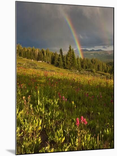 Meadow, Shrine Pass, Colorado, USA-Don Grall-Mounted Photographic Print