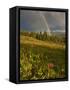 Meadow, Shrine Pass, Colorado, USA-Don Grall-Framed Stretched Canvas