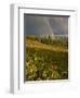 Meadow, Shrine Pass, Colorado, USA-Don Grall-Framed Premium Photographic Print