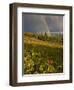 Meadow, Shrine Pass, Colorado, USA-Don Grall-Framed Photographic Print