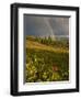 Meadow, Shrine Pass, Colorado, USA-Don Grall-Framed Photographic Print