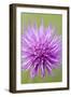 Meadow Thistle Flower-null-Framed Photographic Print