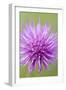 Meadow Thistle Flower-null-Framed Photographic Print