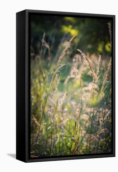 Meadow, Tippecanoe State Park, Indiana, USA.-Anna Miller-Framed Stretched Canvas