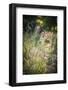 Meadow, Tippecanoe State Park, Indiana, USA.-Anna Miller-Framed Photographic Print