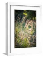 Meadow, Tippecanoe State Park, Indiana, USA.-Anna Miller-Framed Photographic Print