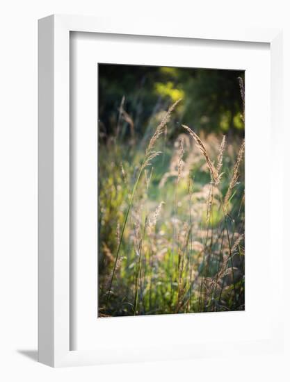 Meadow, Tippecanoe State Park, Indiana, USA.-Anna Miller-Framed Photographic Print