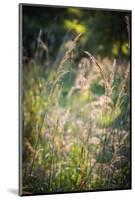 Meadow, Tippecanoe State Park, Indiana, USA.-Anna Miller-Mounted Photographic Print