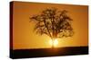 Meadow, Tree, Bald, Silhouette, Sunset Landscape-Ronald Wittek-Stretched Canvas