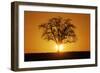 Meadow, Tree, Bald, Silhouette, Sunset Landscape-Ronald Wittek-Framed Photographic Print